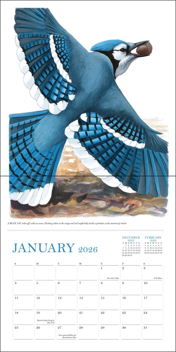 2026 Sibley's Birds of North America Wall Calendar by David Allen