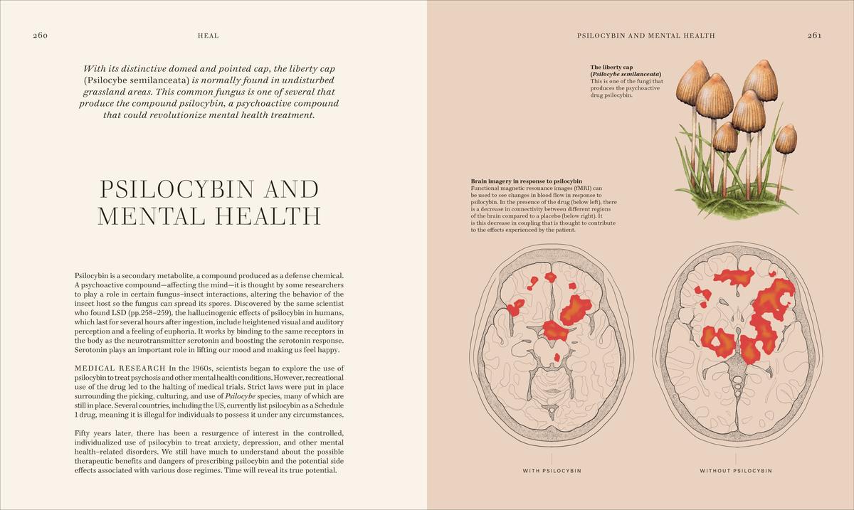 洋書 British Fungi by M. C. Cooke Mycologists and fabulous fungi: colour illustrations | Latest News