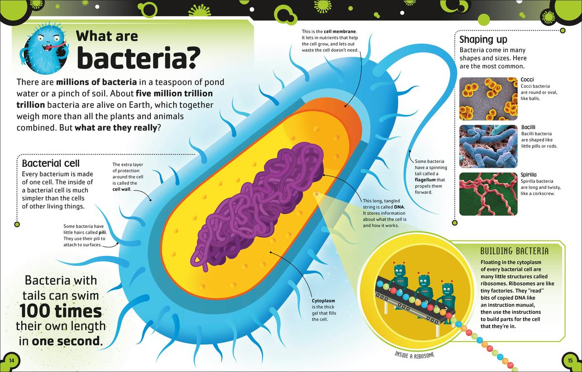 Fungi Bacteria And Viruses Viruses, Fungi, Bacteria And Protists