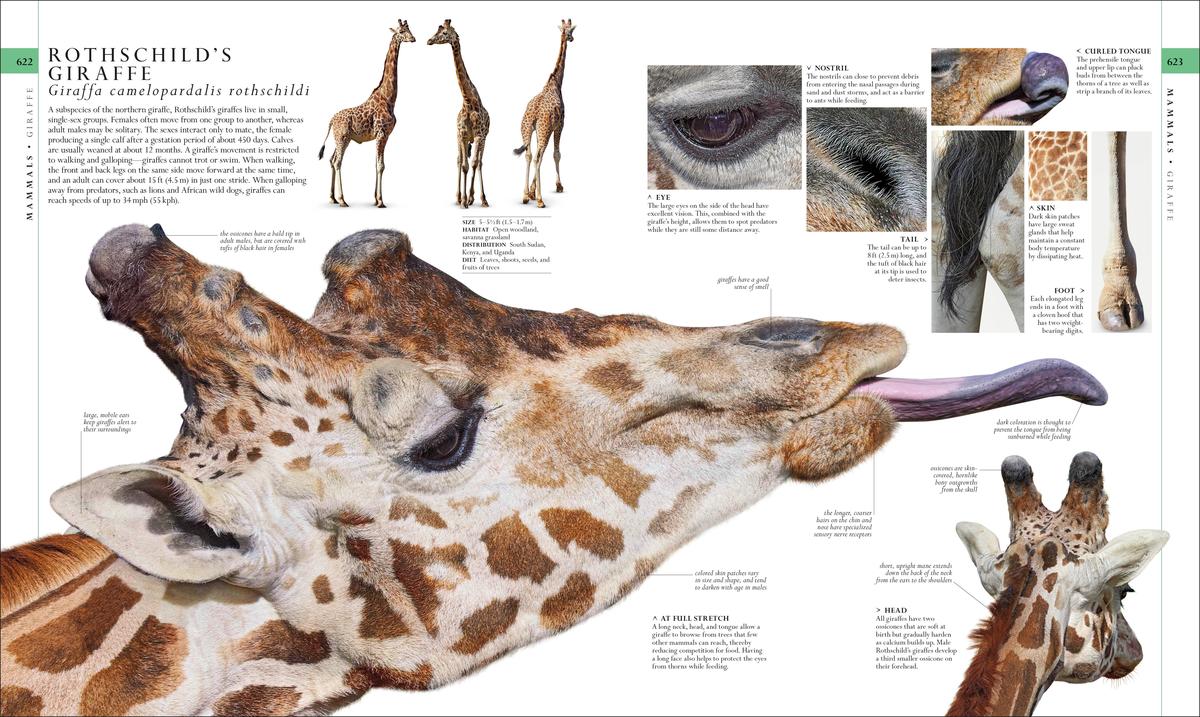 人気商品 Old Town Books | Natural History 洋書