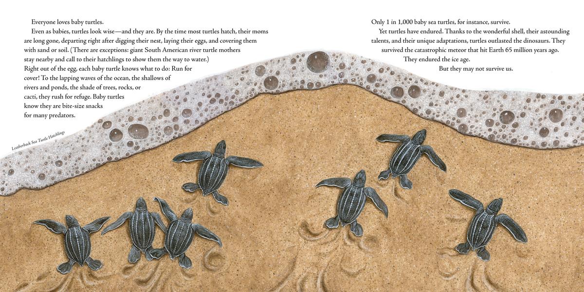 A Life Cycle of a Turtle: Journey from Hatchling to Wise Ancient