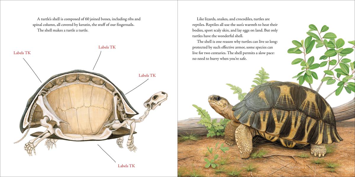 Can You Tickle a Turtle? [Book]