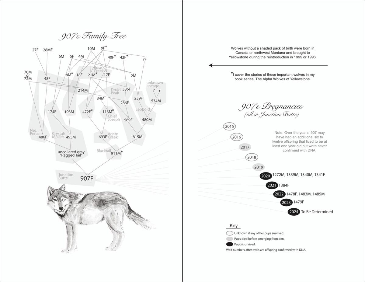 My Life With Wolves by Rick McIntyre | Munro's Books