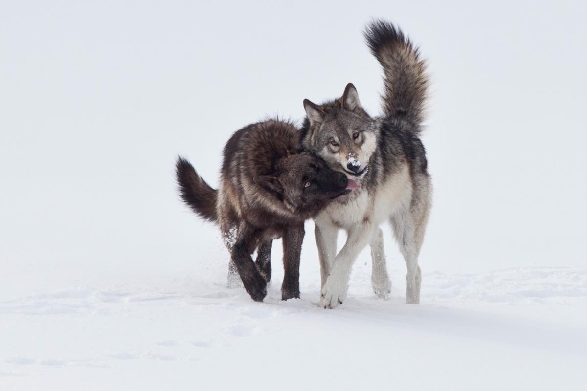 Wolves Fighting For Alpha Glossary | International Wolf Center