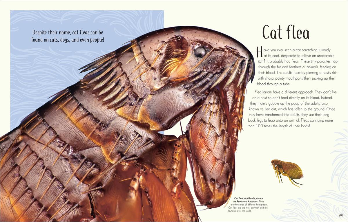 An Anthology of Remarkable Bugs by Jess French | Buxton Books