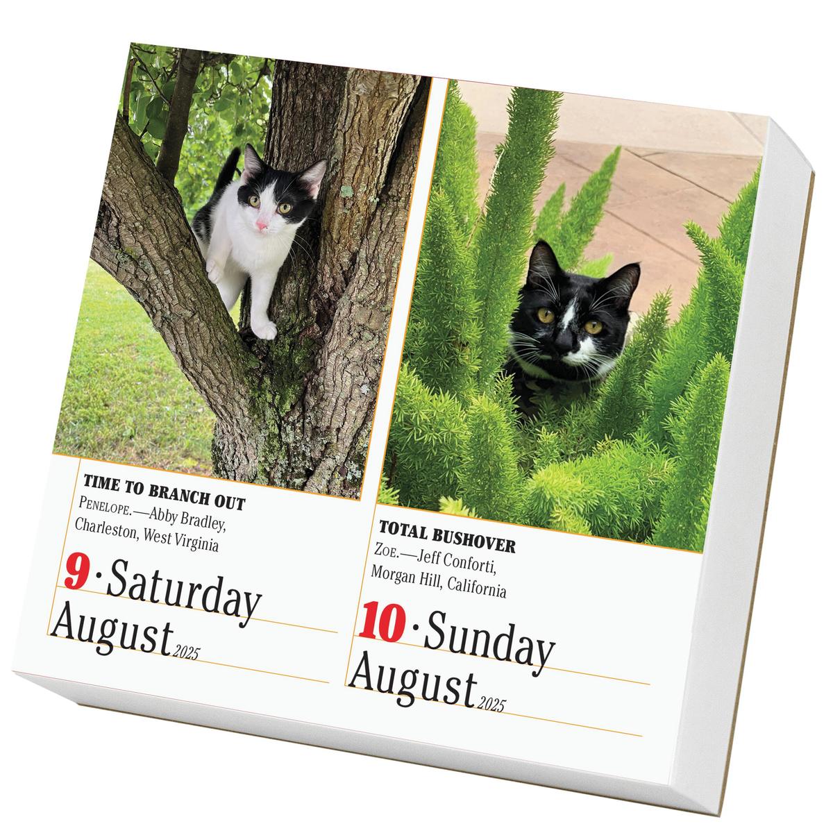 zenith-bookstore-365-cats-page-a-day-calendar-2025