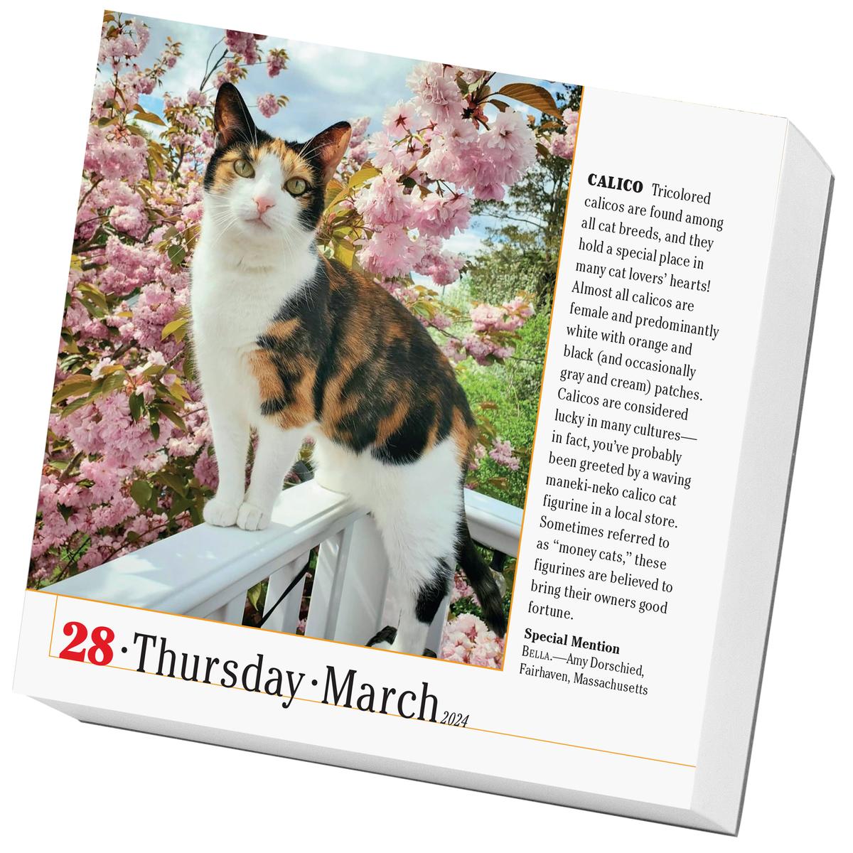 Zenith Bookstore | 365 Cats Page-A-Day Calendar 2024