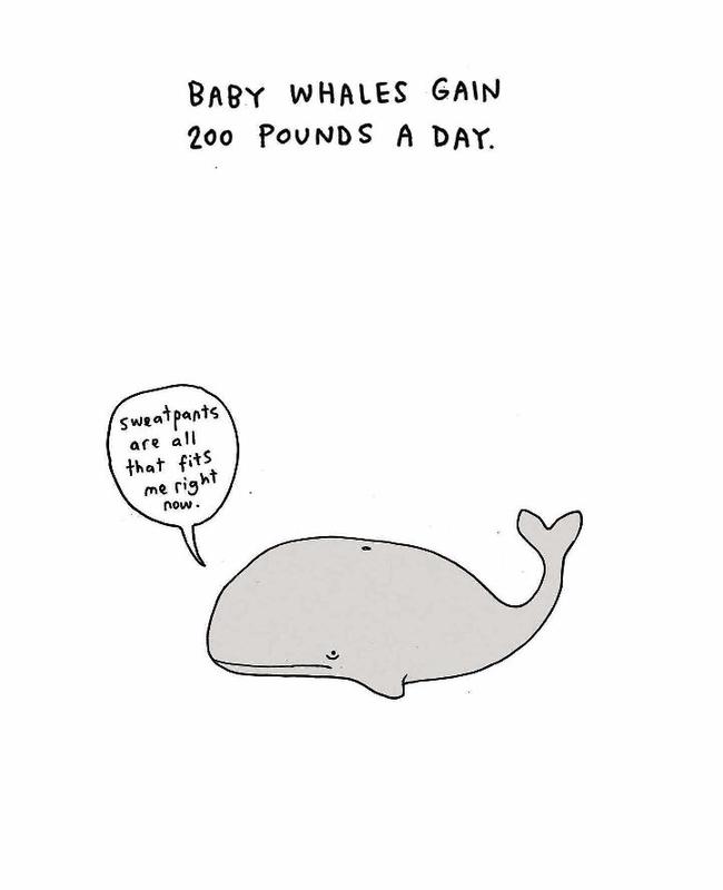 Sad Animal Facts by Brooke Barker | Books Are Magic