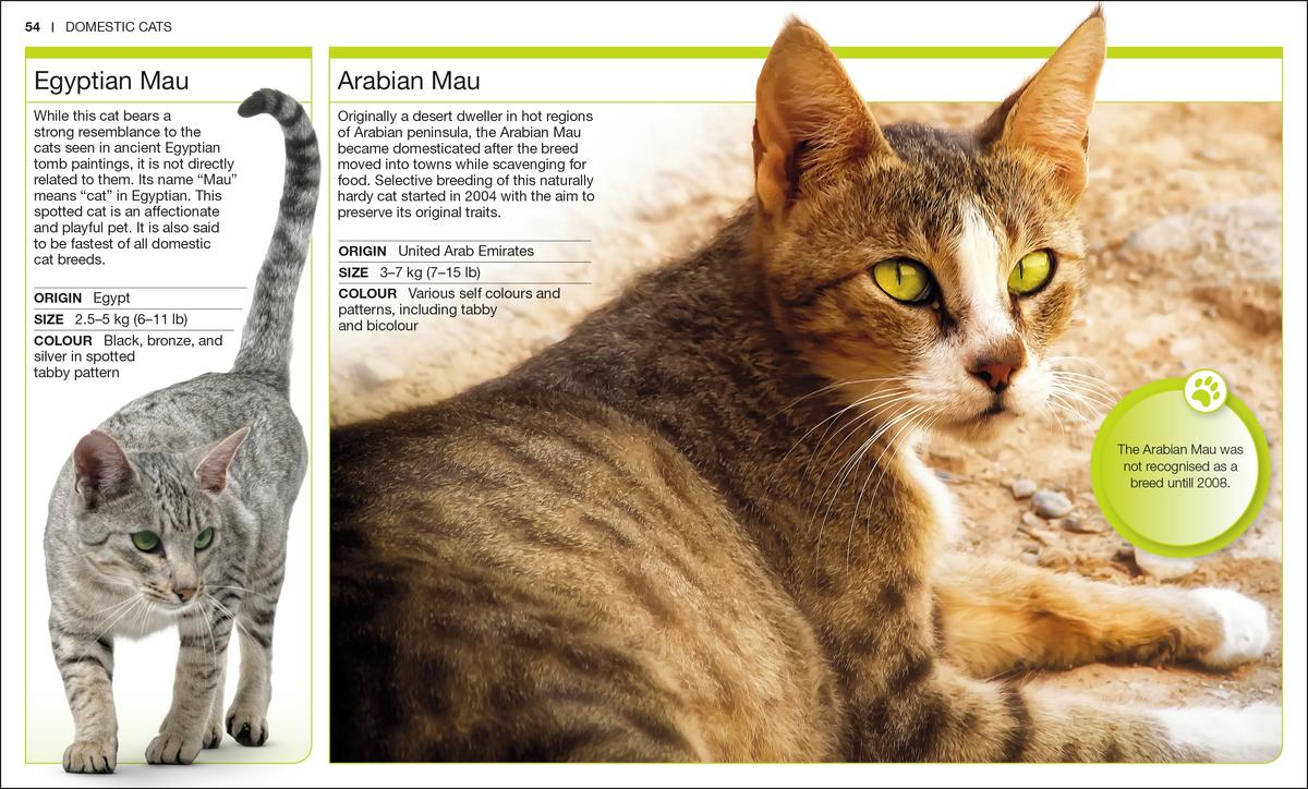 Pocket Genius Cats by Dk | The Village Bookseller