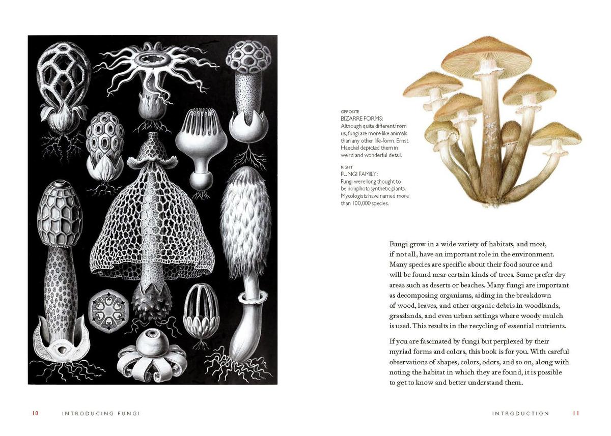 Fungi Decoded by Britt A Bunyard | The Book & Cover