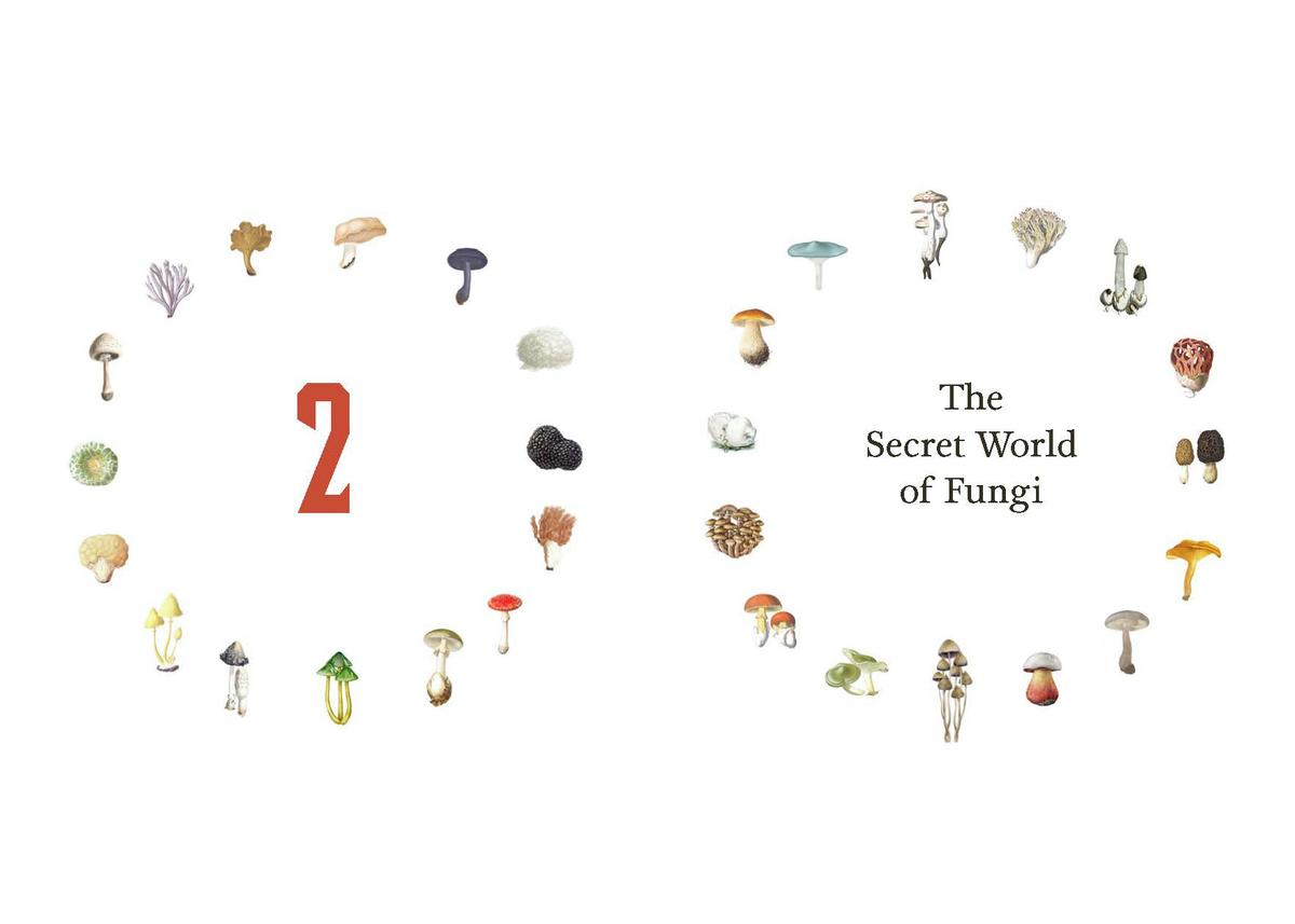 Fungi Decoded by Britt A Bunyard | The Book & Cover