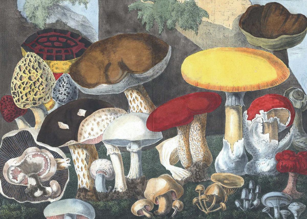 Fungi Decoded by Britt A Bunyard | The Book & Cover