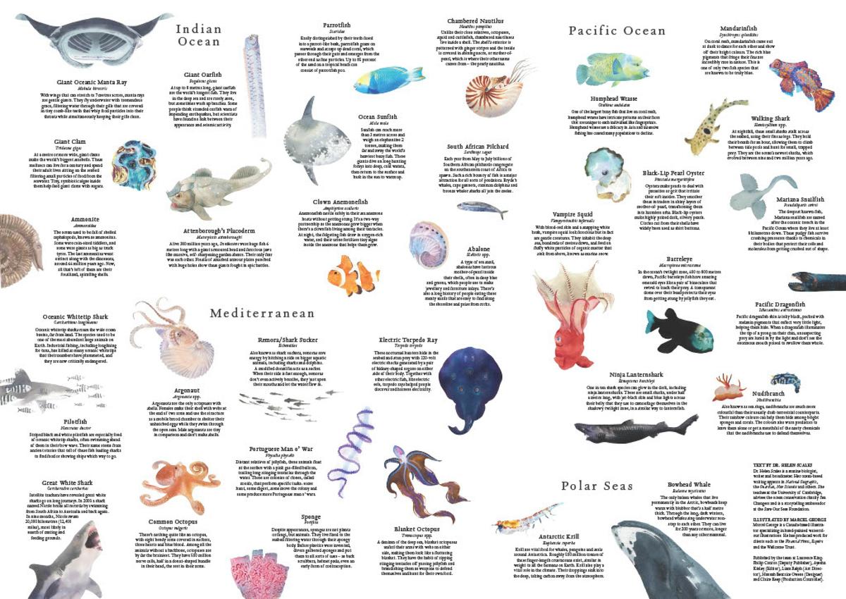 Around the World in 50 Fish by Helen Scales, Marcel George, 1000