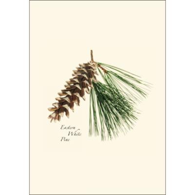 Boxed Notecards - Pine Cone Assortment