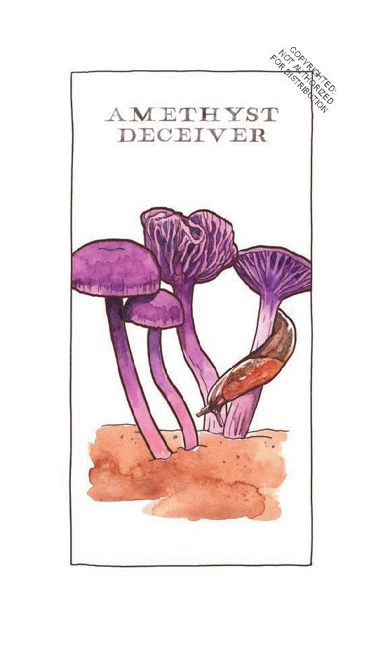 Mushroom Spotter's Deck by Megan Lynn Kott | Zenith Bookstore