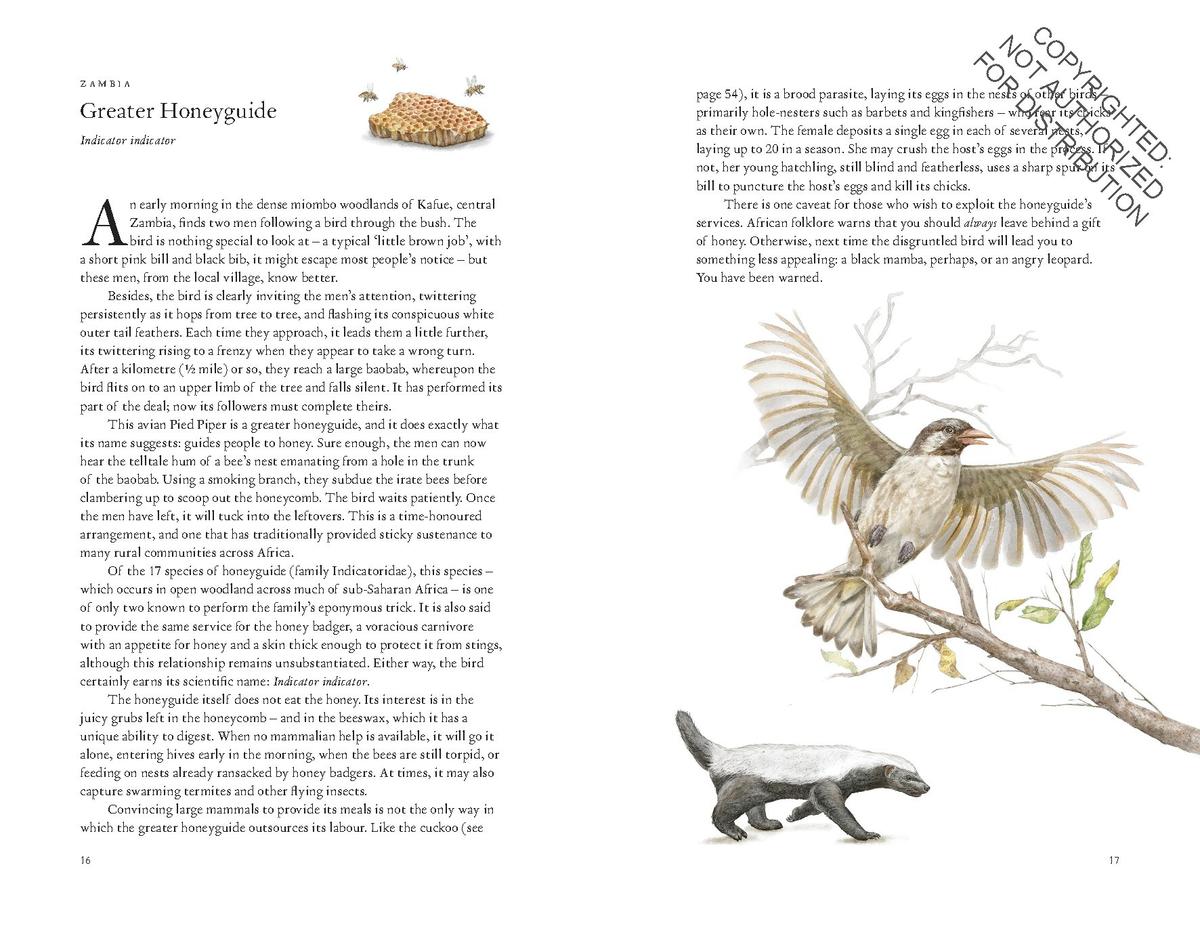 Around the World in 80 Birds by Mike Unwin, Ryuto Miyake | Munro's