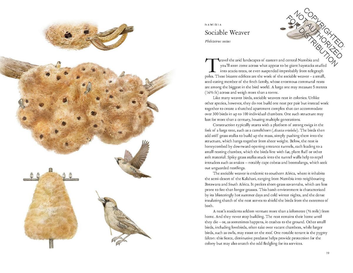 Around the World in 80 Birds by Mike Unwin, Ryuto Miyake | Crow