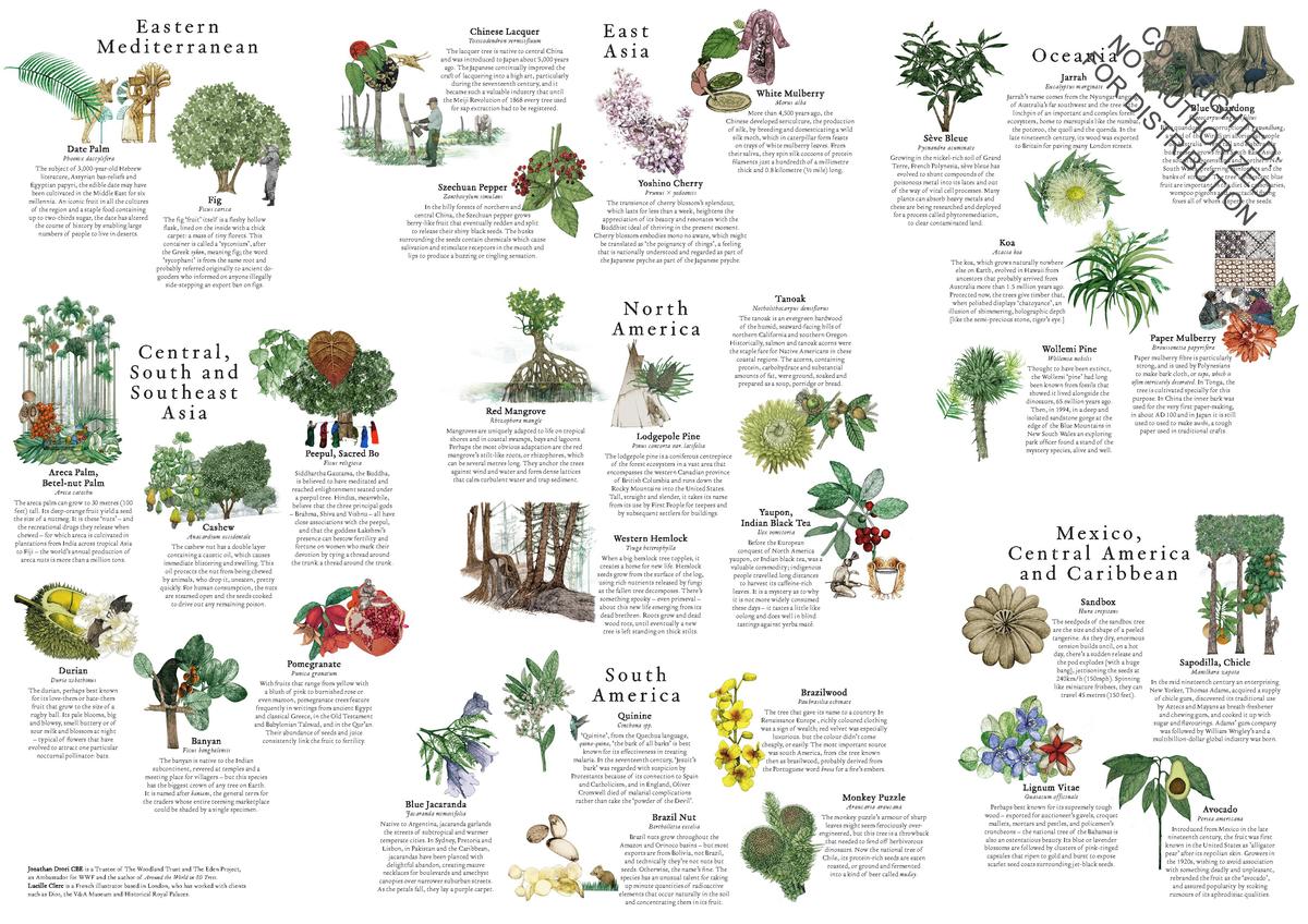 PLANTES SAUVAGES 256イラスト 洋書 Coloring Plants Used By Desert Indians - Color & Learn – Theodore