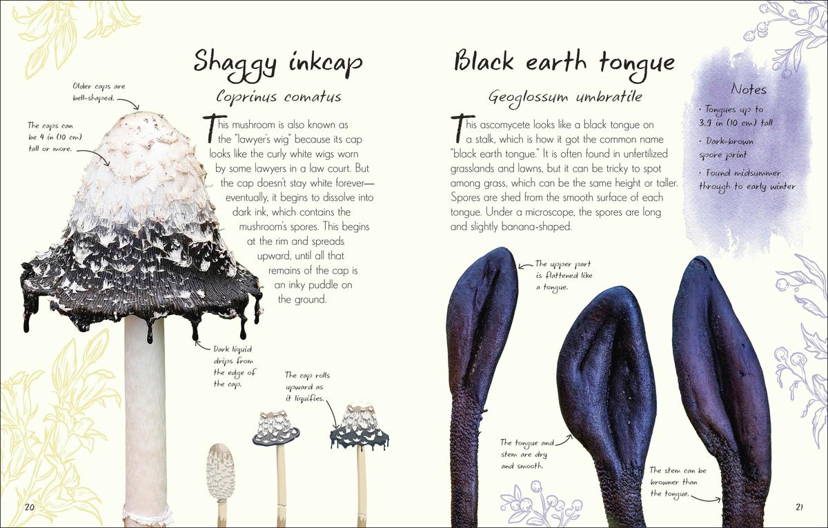 An Anthology of Fungi by Lynne Boddy, Ali Ashby, Daniel Long