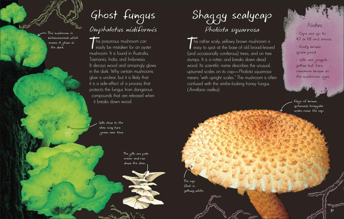 An Anthology of Fungi by Lynne Boddy, Ali Ashby, Daniel Long