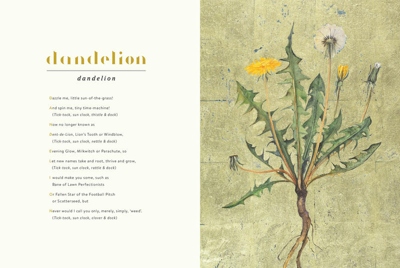 The Lost Words by Robert Macfarlane, Jackie Morris | East City