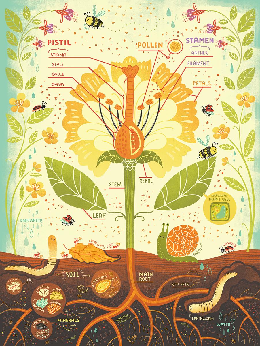 What's Inside a Flower? Puzzle by Rachel Ignotofsky, 500 Piece