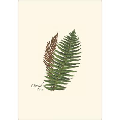 Boxed Notecards - Fern Assortment