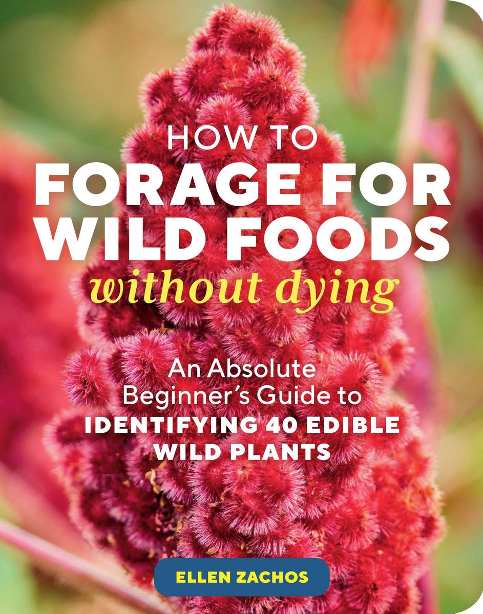 How to Forage for Wild Foods without Dying - An Absolute Beginner's Guide to Identifying 40 Edible Wild Plants
